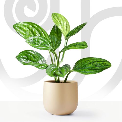 Monstera Peru thumbnail view 1 - BuyFlowers