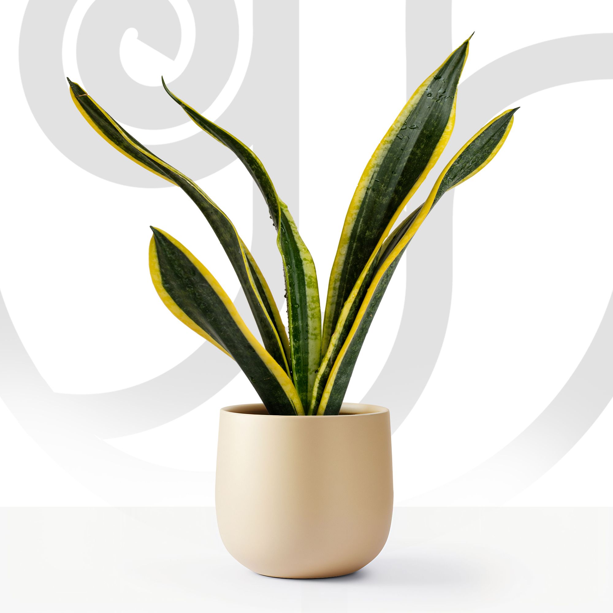 Black Gold - Fresh flower delivery | Order online from BuyFlowers