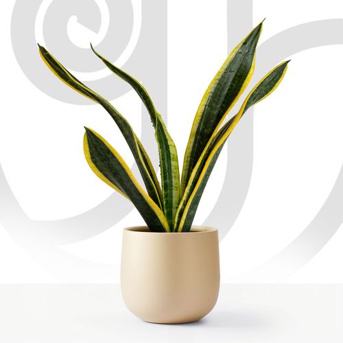 Black Gold thumbnail view 1 - BuyFlowers