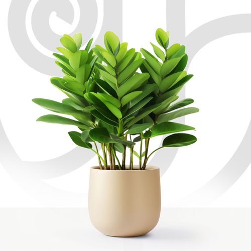 ZZ thumbnail view 1 - BuyFlowers