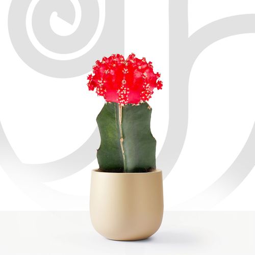 Crown Cactus  thumbnail view 1 - BuyFlowers