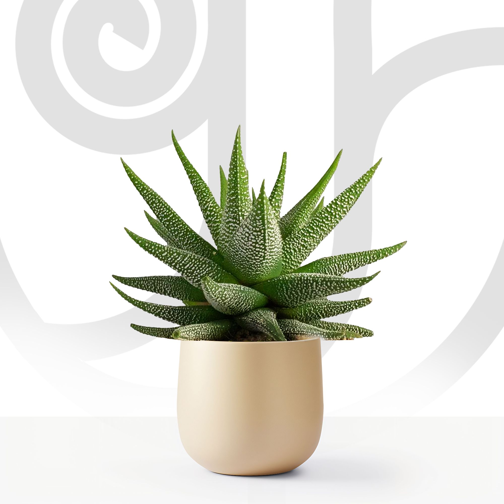 Snowflake Aloe - Fresh flower delivery | Order online from BuyFlowers