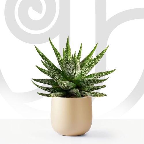 Snowflake Aloe thumbnail view 1 - BuyFlowers