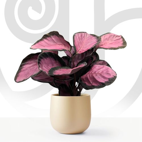 Calathea Makayona thumbnail view 1 - BuyFlowers